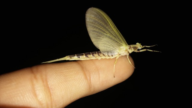 Ephemeroptera (Adult Mayfly)