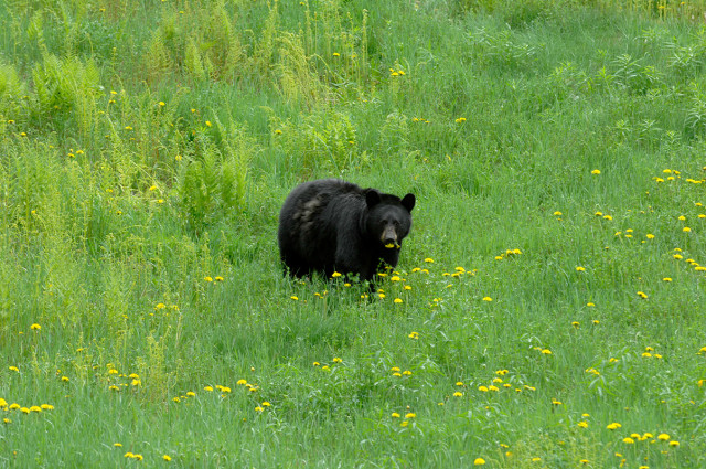 Bear on the Slopes of Cannon Mountain (courtesy Greg Keeler)