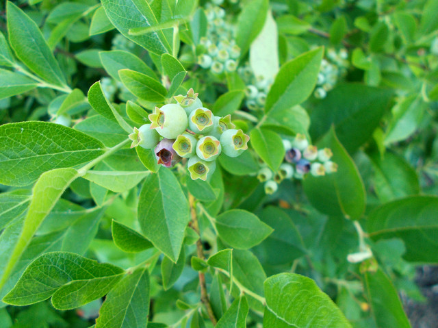 Greenfield's high bush blueberries are starting to ripen!