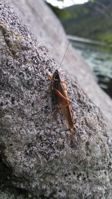 A grasshopper that I saved from drowning in Kinsman Pond