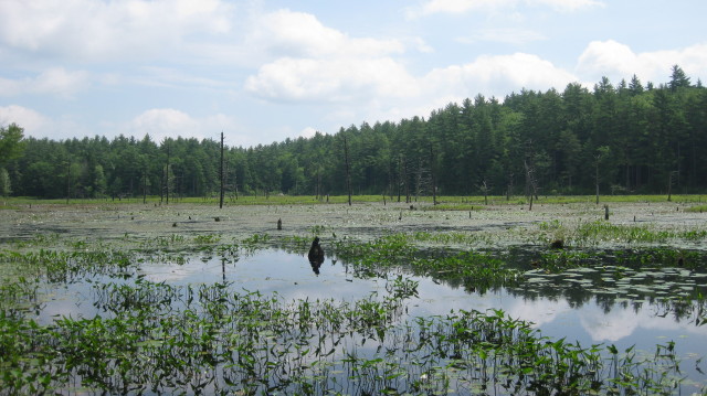 Burnham's Marsh along Fundy trail