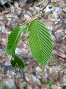 Newly sprouted Beech Tree leaves