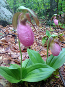 Pink lady slippers outside my cabin in May