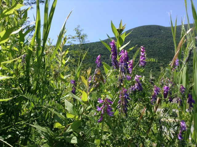 Its not all about bears! Franconia Notch has an endless about of mountain views and gorgeous wildflowers.