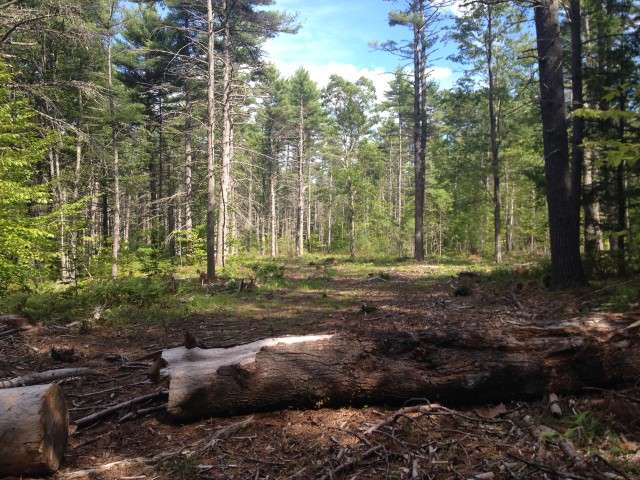 A clearing where Red Pine was recently harvested due to Pine Scale infestation. 