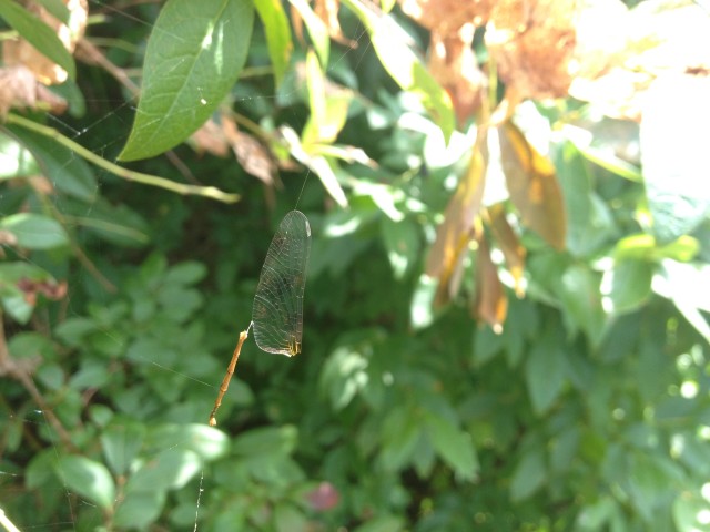 Dragonfly wing caught on a spider's web.