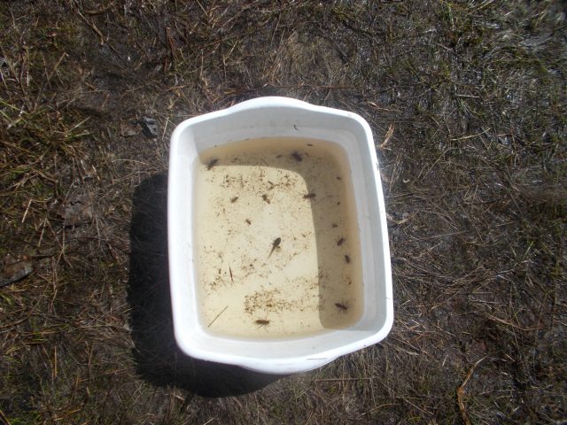 A bin filled with dragon fly larva, a tad pole, and who knows what else!