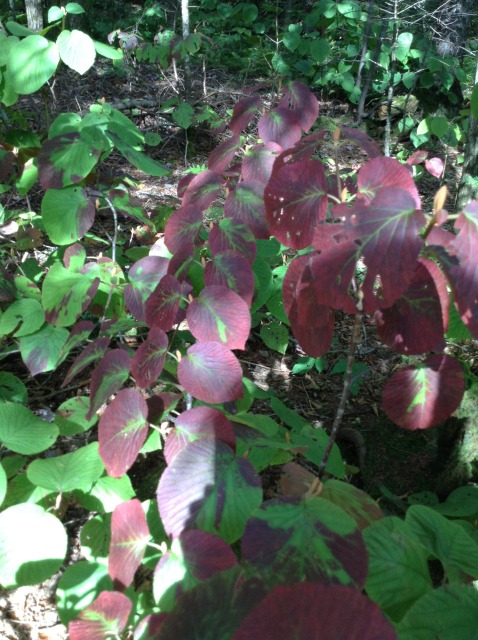 Hobblebush- one of the first plants to turn color