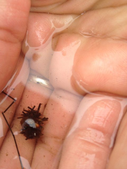 A different species of Caddisfly that uses sticks to build its home. 