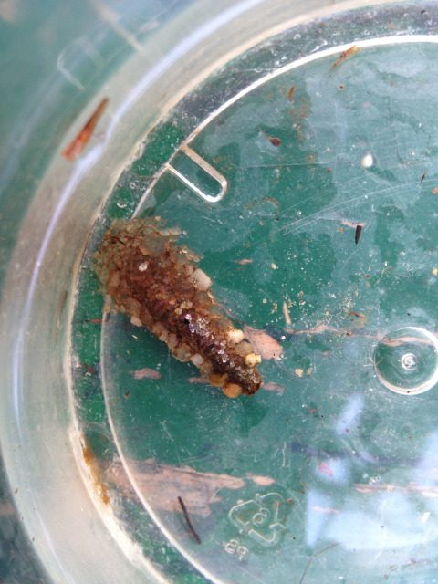 A Caddisfiy larva that uses bits of rocks and sand to create a shell for itself.