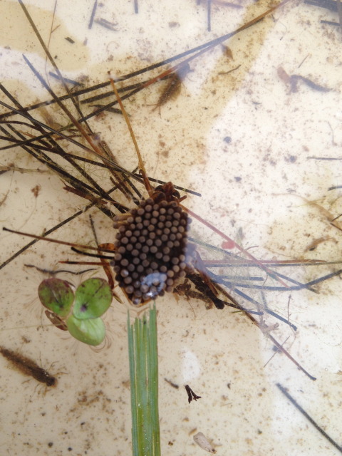 A giant water bug with eggs on its back. 