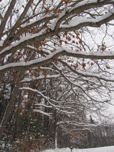 Snow on the trees. Photo by Colleen Ann