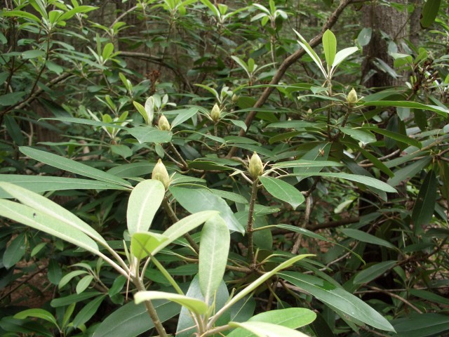 Closed rhododendrom buds