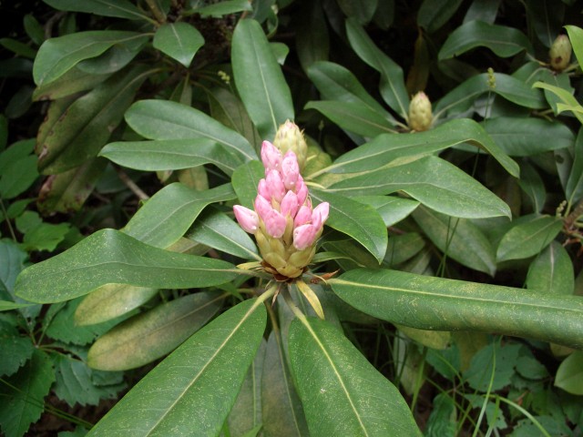 Blooming rododendron buds