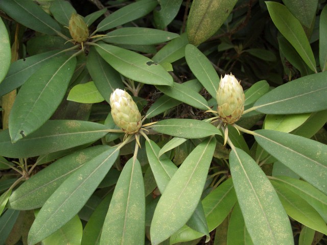 Opening Rhododendron buds