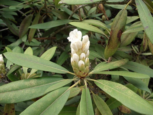 Opening rododendron buds.