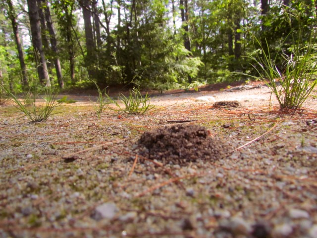 At ground level, kids can explore the wonders of the forest - like this anthill colony.