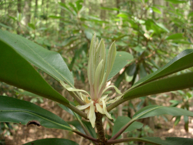 Spring Rhododendron growth