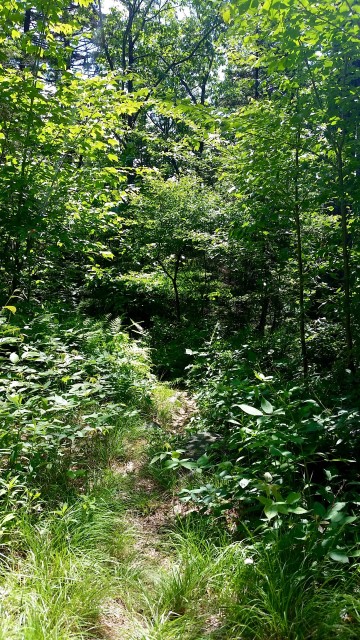 The dense growth at the start of the Harling Trail can make the trailhead be easily walked past. 