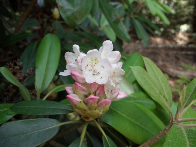 Rhododendron bloom opening (7/2/15)