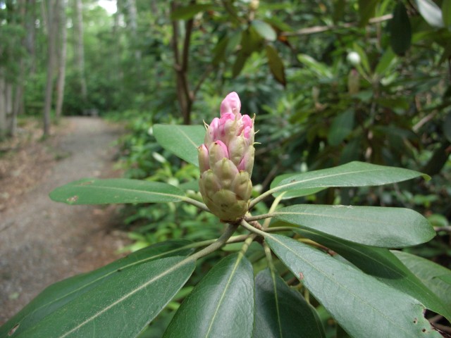 Rhododendron Flower Bud Opening (7/2/15)