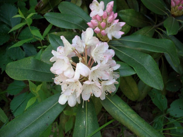 Rhododendron blooms (7/2/15)