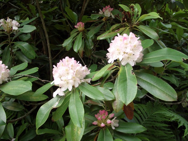Rhododendron Blooms on July 9, 2015