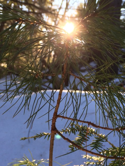 Early morning sunshine shining above a young white pine.