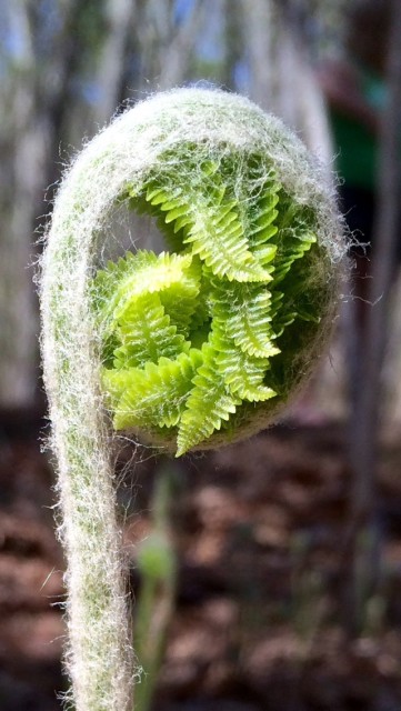 The fuzz of a new fern.