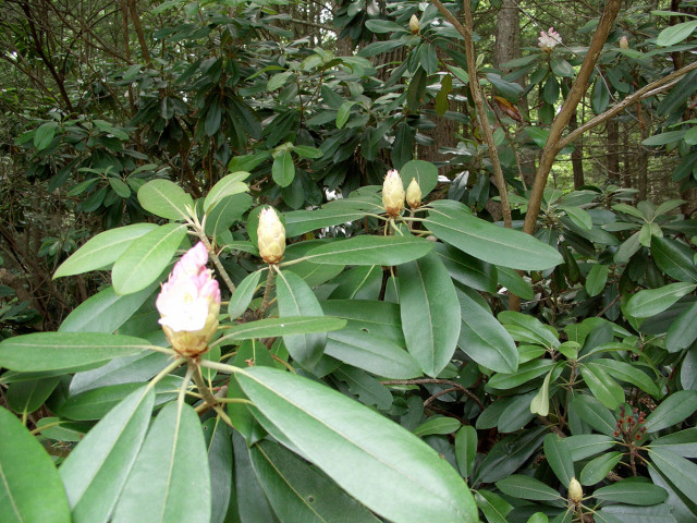 Rhododendron Flower buds still opening: July 9, 2015