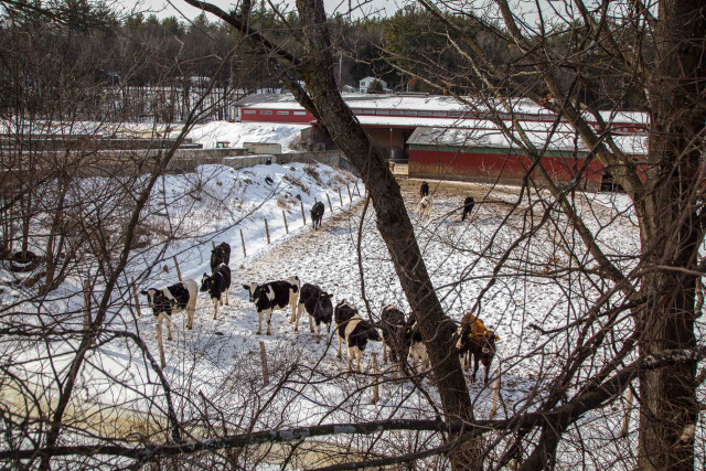 Cows came out to greet me from a small dairy farm next to the trail.