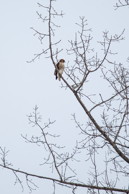 Hawk perched high above the Merrimack River