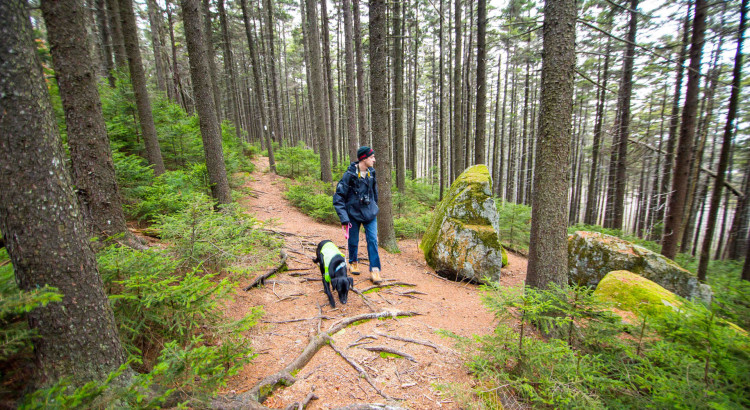 Hiking To Lucia S Lookout From Pillsbury State Park Nh State Parks