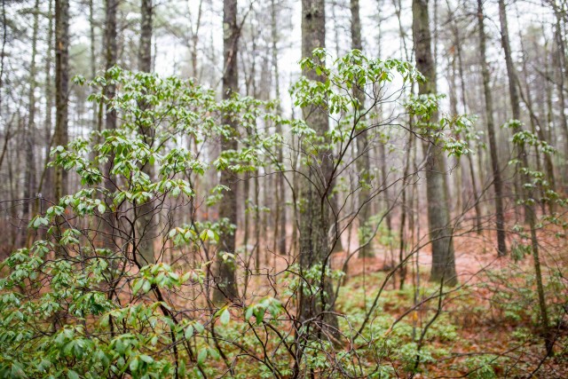 Delicate, bony form of the mountain laurel plants in the mist lend atmosphere to the hike