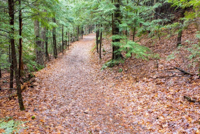 Section of trail lined with Hemlock trees