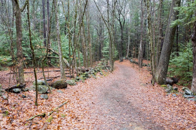 Many stone walls line the trails throughout the forest