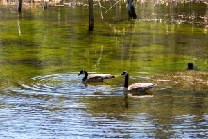 Adventures in Boulderland! - NH State Parks