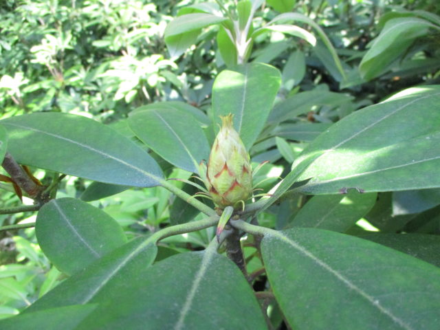 Elongated Rhododendron flower bud-still tight but progressing towards bloom-no pink showing yet