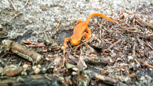 Watch your step! You might find a red eft!