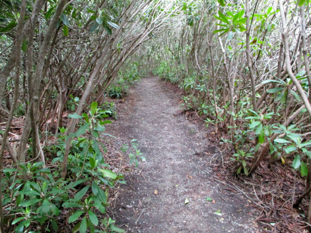 Trail through the Rhododendron Grove at Rhododendron State Park (June 9, 2016)