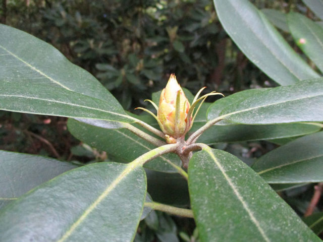 Tightly formed Rhododendron bud (June 9, 2016)