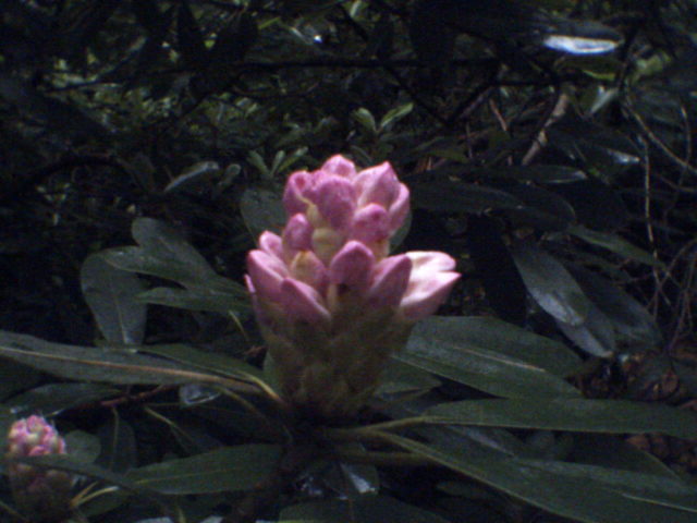 A cluster of rhododendron buds on the verge of waking.