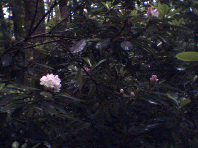 Rhododendrons emerge.
