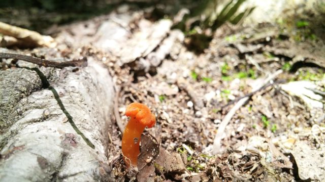 Small, orange pinhead