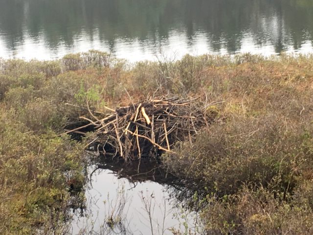 One of many beaver lodges at Hogback Pond.