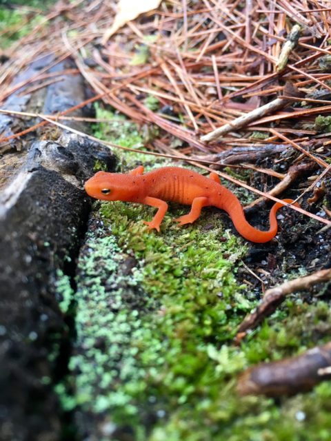 The not-so-rare, but excitingly bright Red Eft, found on the trail around Hogback Pond.