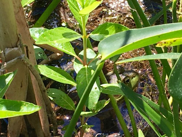 A bullfrog camouflages with pickerelweed and other pond plants at Otter Lake’s edge.