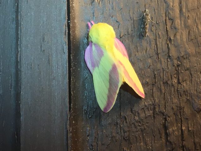 My favourite nighttime visitor, the adorable rosy maple moth.