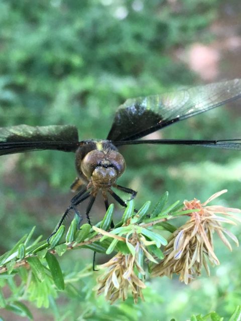 You will find many dragonflies at Pawtuckaway.