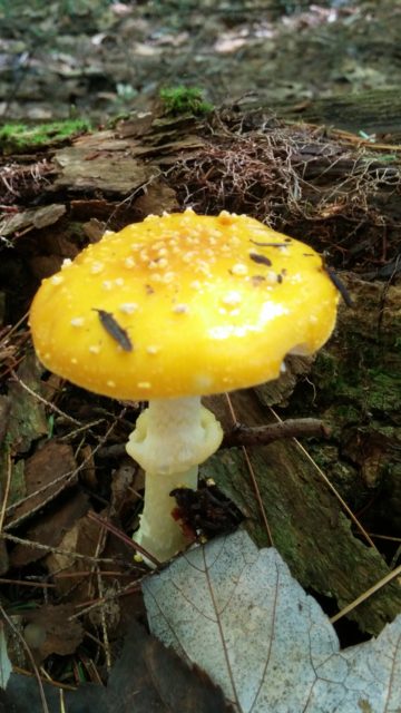 Yellow Fly (Amanita muscaria) is toxic!